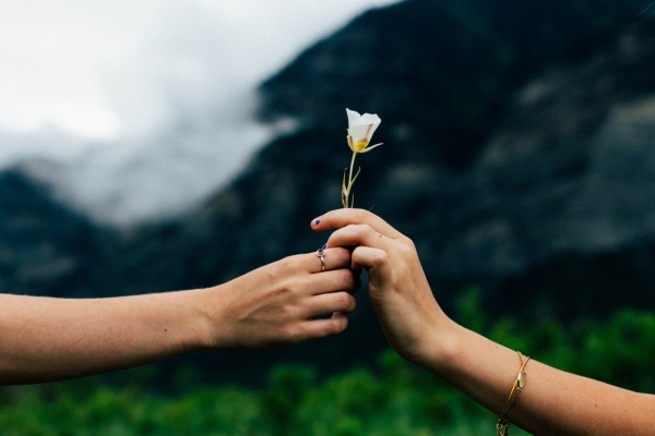 person holding white petaled flower